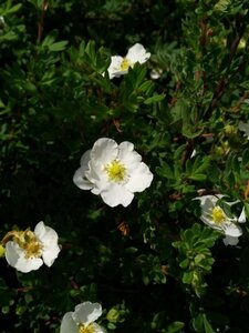 Potentilla f. 'Abbotswood' 3L