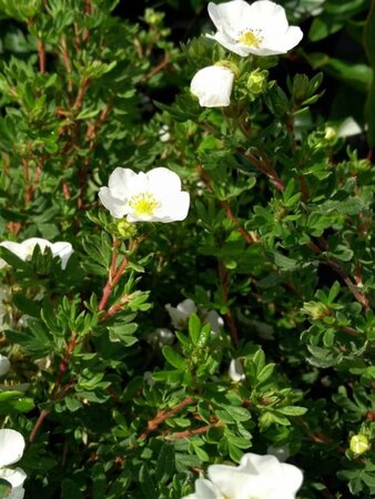 Potentilla f. 'Abbotswood' 3L - image 2