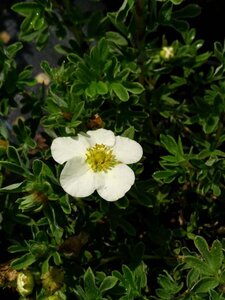 Potentilla f. 'Tilford Cream' 3L