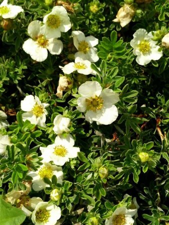 Potentilla f. 'Tilford Cream' 3L - image 2