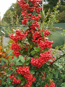 Pyracantha cocc. 'Red Column' 150-175 10L - image 1