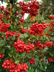 Pyracantha cocc. 'Red Column' 150-175 10L - image 2