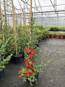 Pyracantha cocc. 'Red Column' 150-175 10L - image 7