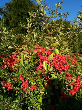 Pyracantha cocc. 'Red Column' 150-175 10L - image 4