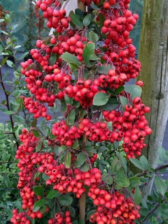 Pyracantha cocc. 'Red Column' 150-175 10L - image 5