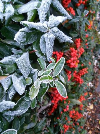 Pyracantha cocc. 'Red Column' 150-175 10L - image 6