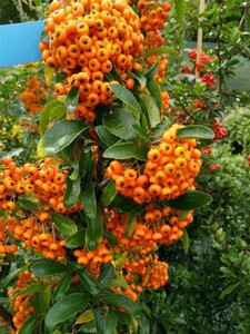 Pyracantha Orange Glow 150-175 10L