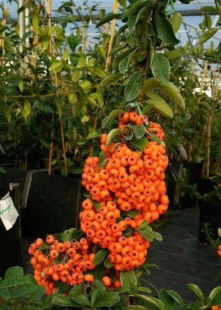 Pyracantha Orange Glow 150-175 10L - image 2