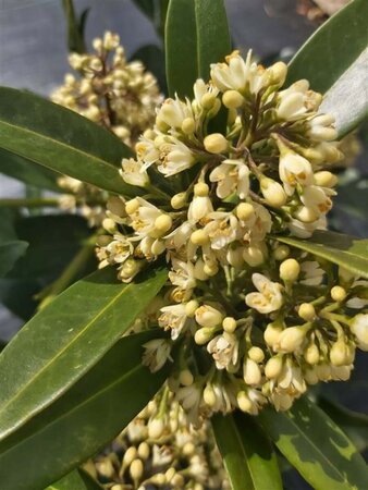 Skimmia confusa 'Kew Green' 3L - image 1