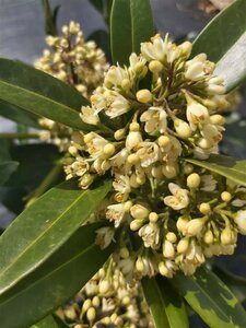 Skimmia confusa 'Kew Green' 3L