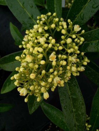 Skimmia confusa 'Kew Green' 3L - image 2