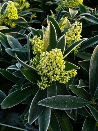 Skimmia confusa 'Kew Green' 3L - image 3