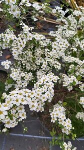 Spiraea arguta 3L