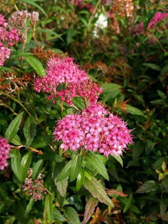 Spiraea japonica 'Anthony Waterer' 10L - image 1