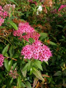 Spiraea japonica 'Anthony Waterer' 10L