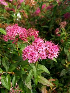 Spiraea japonica 'Anthony Waterer' 10L - image 2