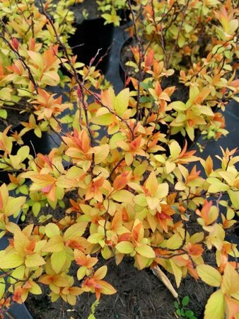 Spiraea japonica Goldflame 10L - image 3