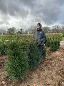 Taxus baccata 100-125 Root Ball