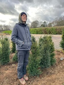 Taxus baccata 90-100 Root Ball