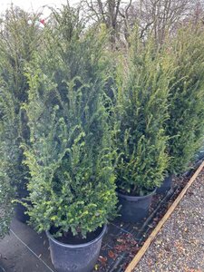 Taxus baccata 1.75M+ Gps quality  Root Ball