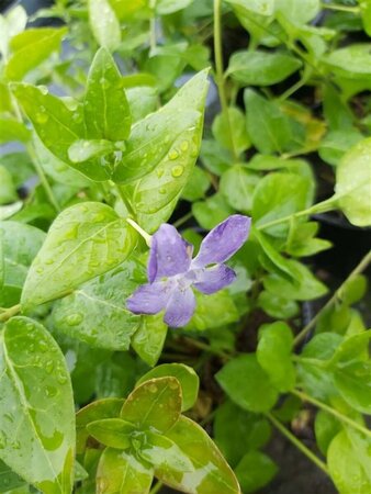 Vinca major 2L - image 1