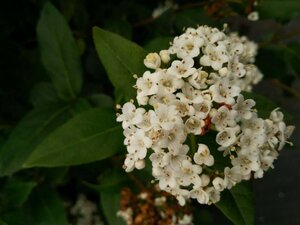 Viburnum tinus 'Eve Price' 3L - image 2