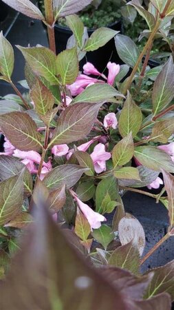 Weigela florida 'Nana Purpurea' 3L - image 2