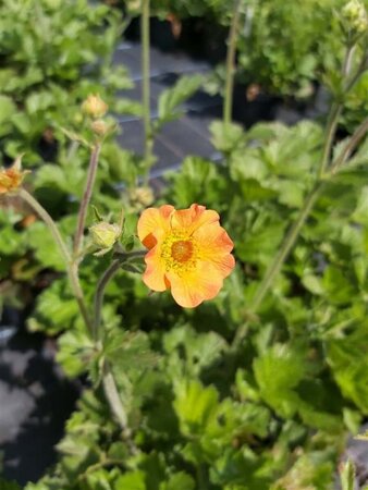 Geum Hybrida 'Totally Tangerine' 3L - image 1