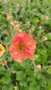 Geum Hybrida 'Totally Tangerine' 3L - image 2