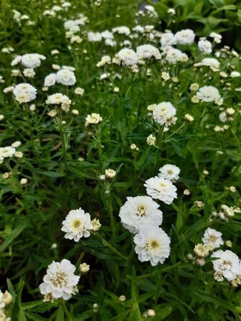 Achillea ptarmica 'The Pearl' 2L