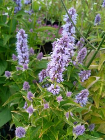 Agastache 'Blue Fortune' 2L