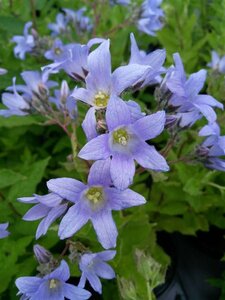 Campanula lact. 'Prichard's Var.' 2L