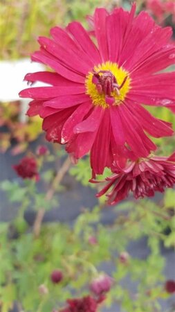 Chrysanthemum (R) 'D. of Edinburgh' 2L