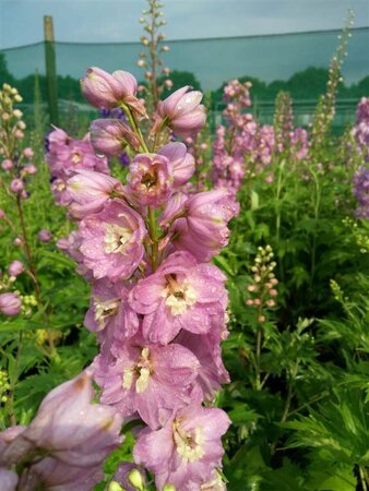 Delphinium (P) 'Astolat' 2L