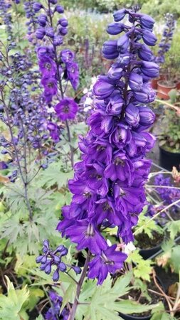 Delphinium (P) 'Black Knight' 2L - image 3