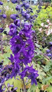 Delphinium (P) 'Black Knight' 2L - image 2