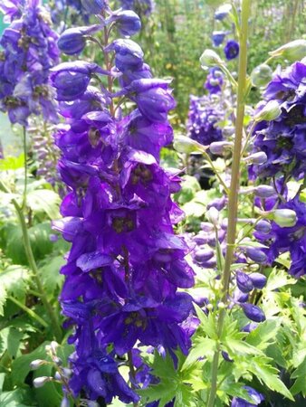 Delphinium (P) 'Black Knight' 2L - image 1