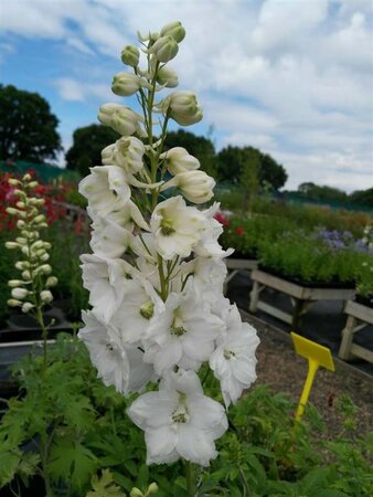 Delphinium (P) 'Galahad' 2L - image 1