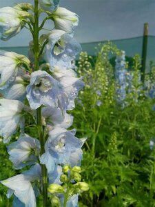 Delphinium (P) 'Summer Skies' 2L - image 2