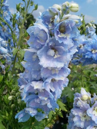 Delphinium (P) 'Summer Skies' 2L - image 4