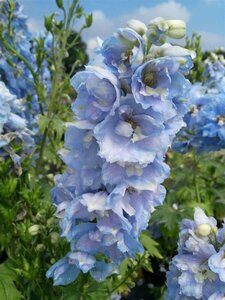 Delphinium (P) 'Summer Skies' 2L - image 3