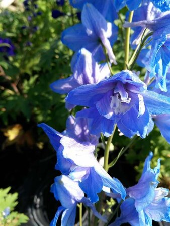 Delphinium (P) 'Summer Skies' 2L - image 1