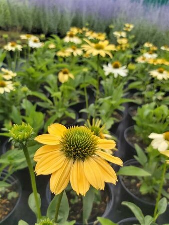 Echinacea p. Mellow Yellows 2L