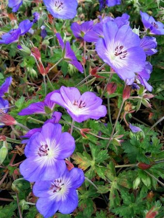 Geranium 'Azure Rush' 2L - image 1