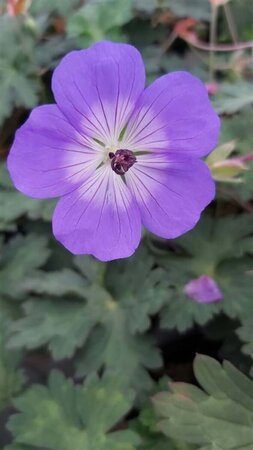 Geranium 'Azure Rush' 2L - image 2