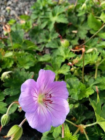 Geranium 'Azure Rush' 2L - image 3