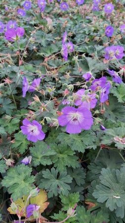 Geranium 'Azure Rush' 2L - image 4