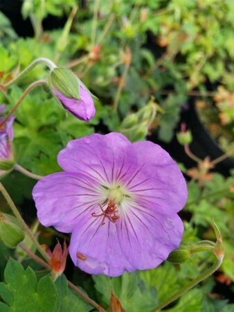 Geranium 'Azure Rush' 2L - image 5