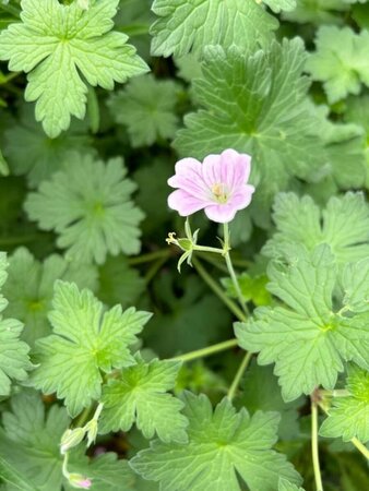 Geranium Dreamland 2L - image 2