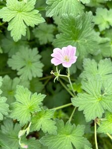 Geranium Dreamland 2L - image 2